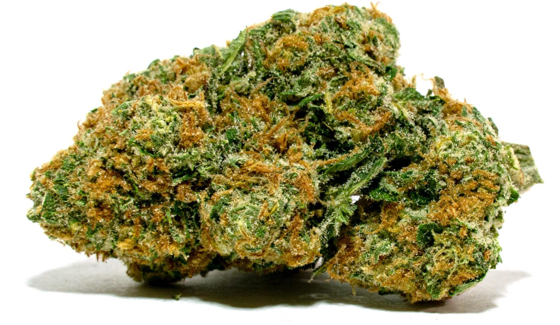 Photo of Channel Orange Bud Glass House Farms Photo of Channel Orange Bud Glass House Farms