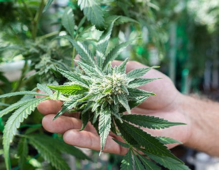 What does “quality cannabis” even mean?