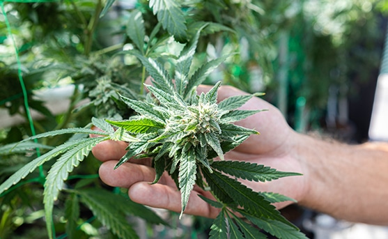 What does “quality cannabis” even mean?