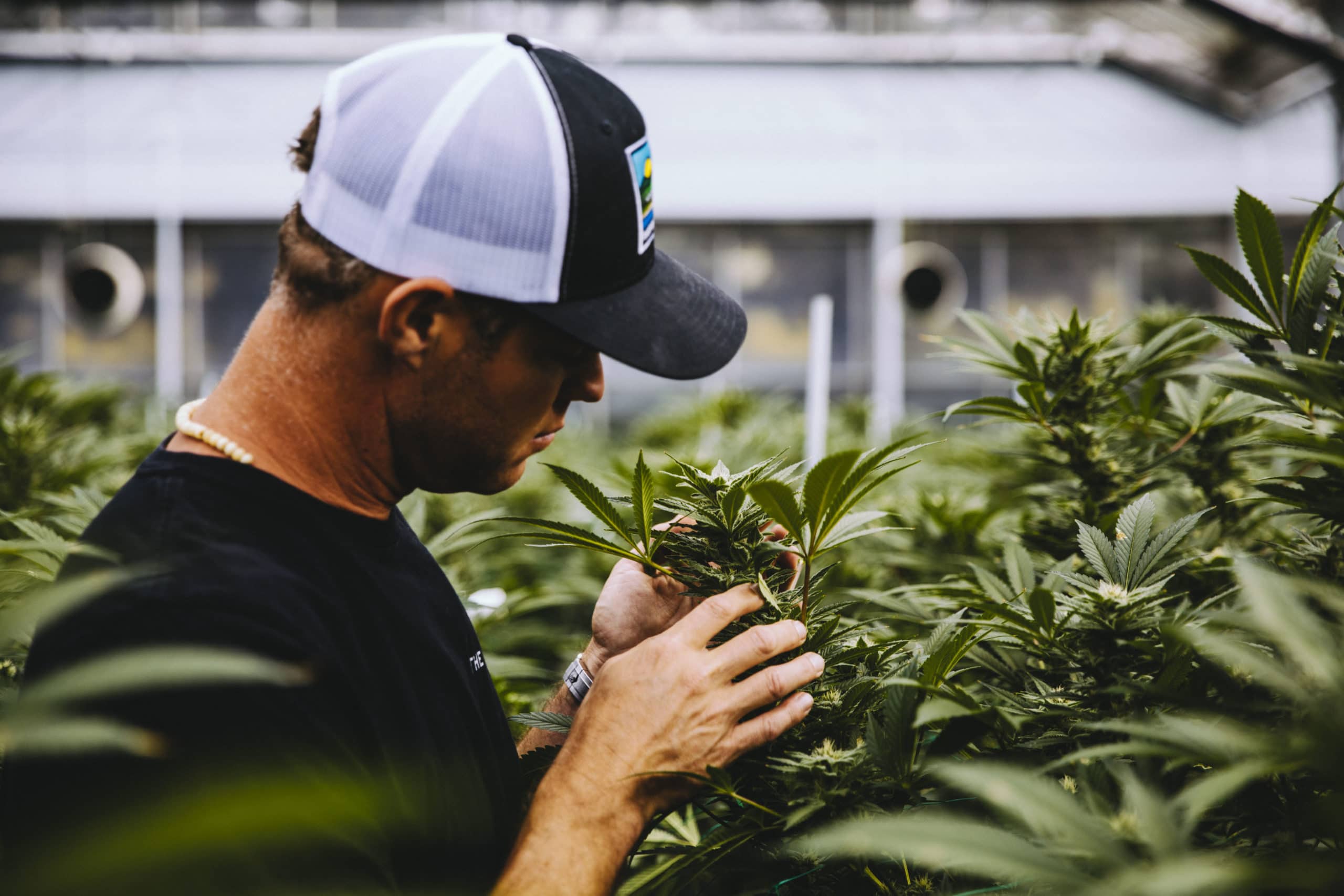 Glass House Farms Cannabis Journal