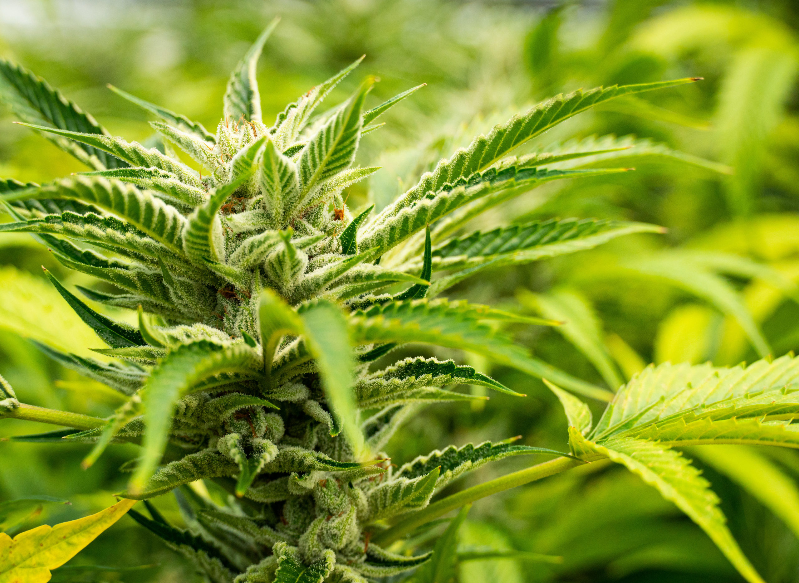 1-Budtender_Farm-Tour-017-scaled-aspect-ratio-445-325