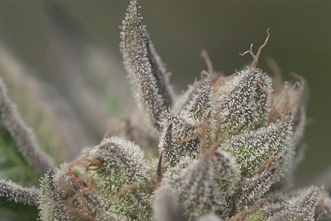 RESIZED_Nug
