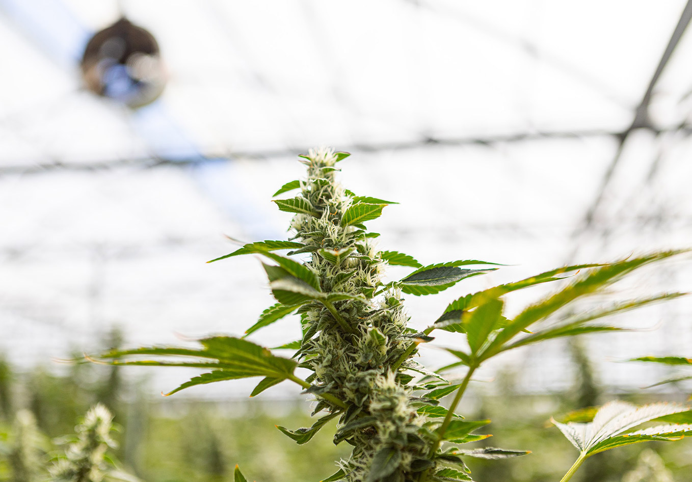 GHF_Sour Diesel 4