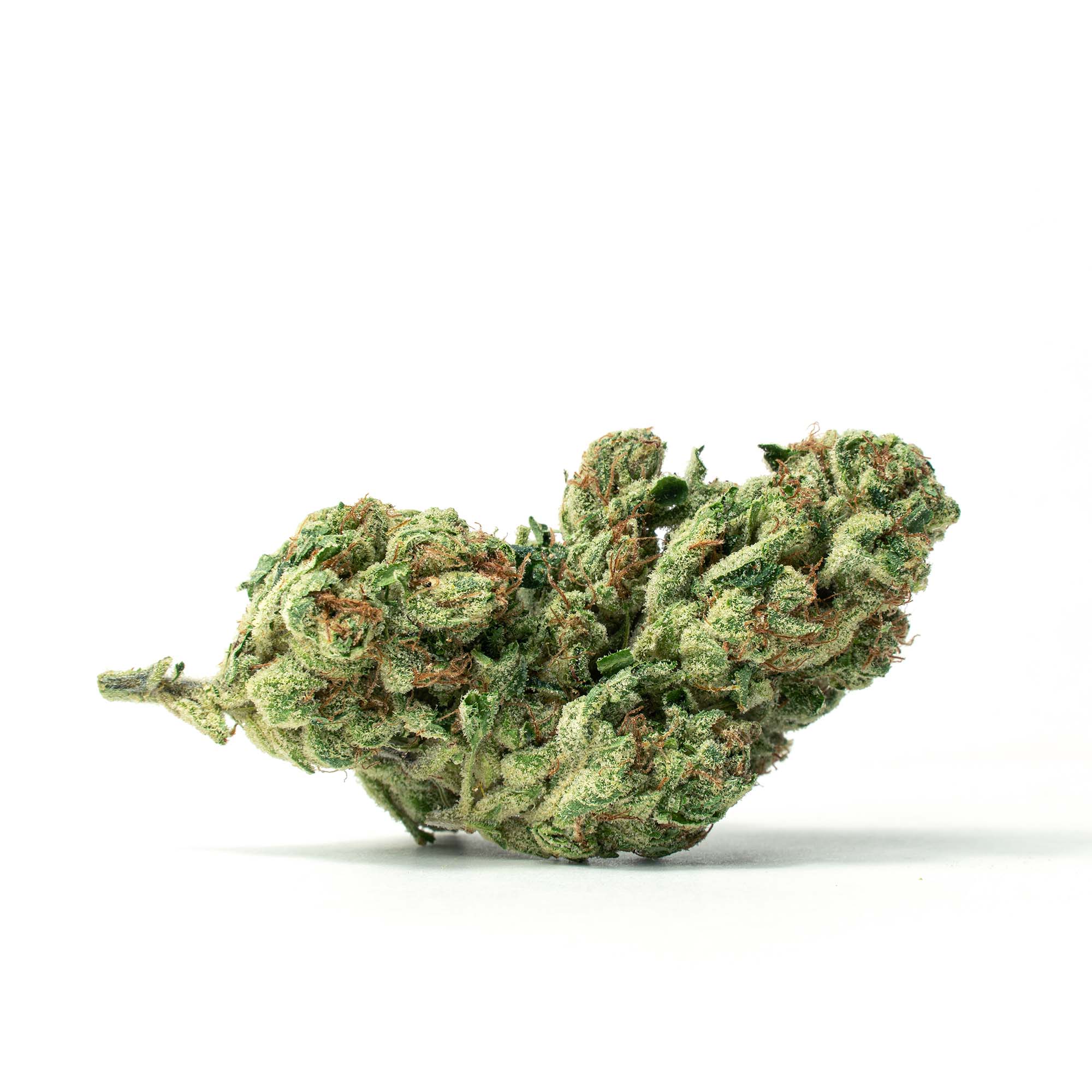 Fatso_Full-Res fatso cannabis closer view