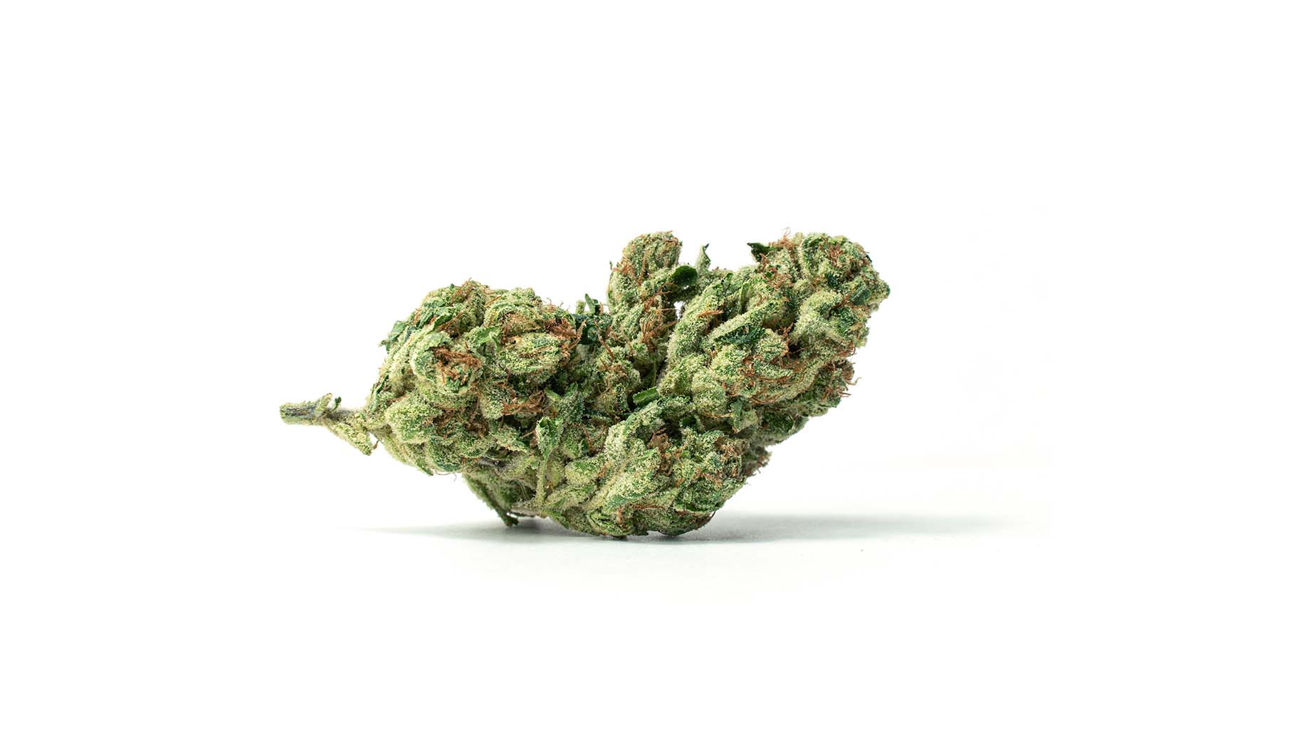 1-Fatso_Full-Res Fatso macro