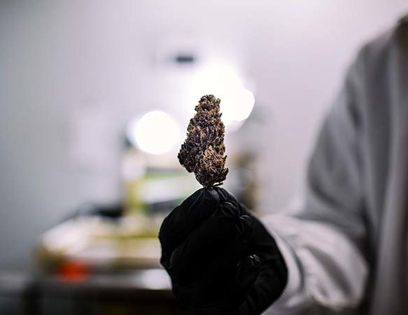 Understanding Cannabis Testing: How to Read a COA