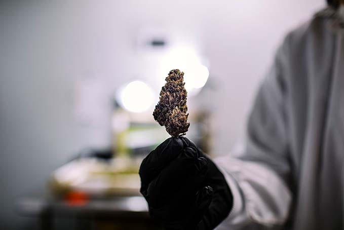 Understanding Cannabis Testing: How to Read a COA