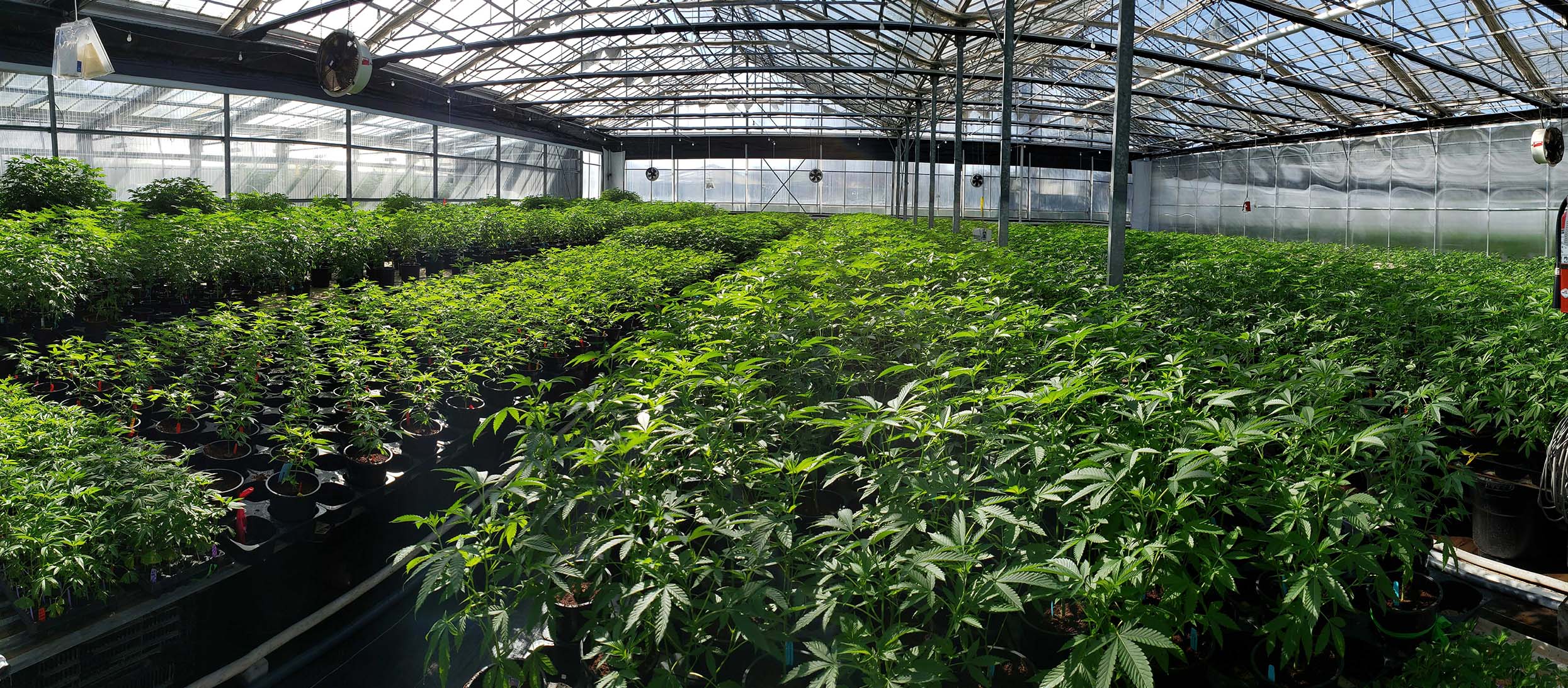 Sugar_Tarts_full_width Cannabis Leaf