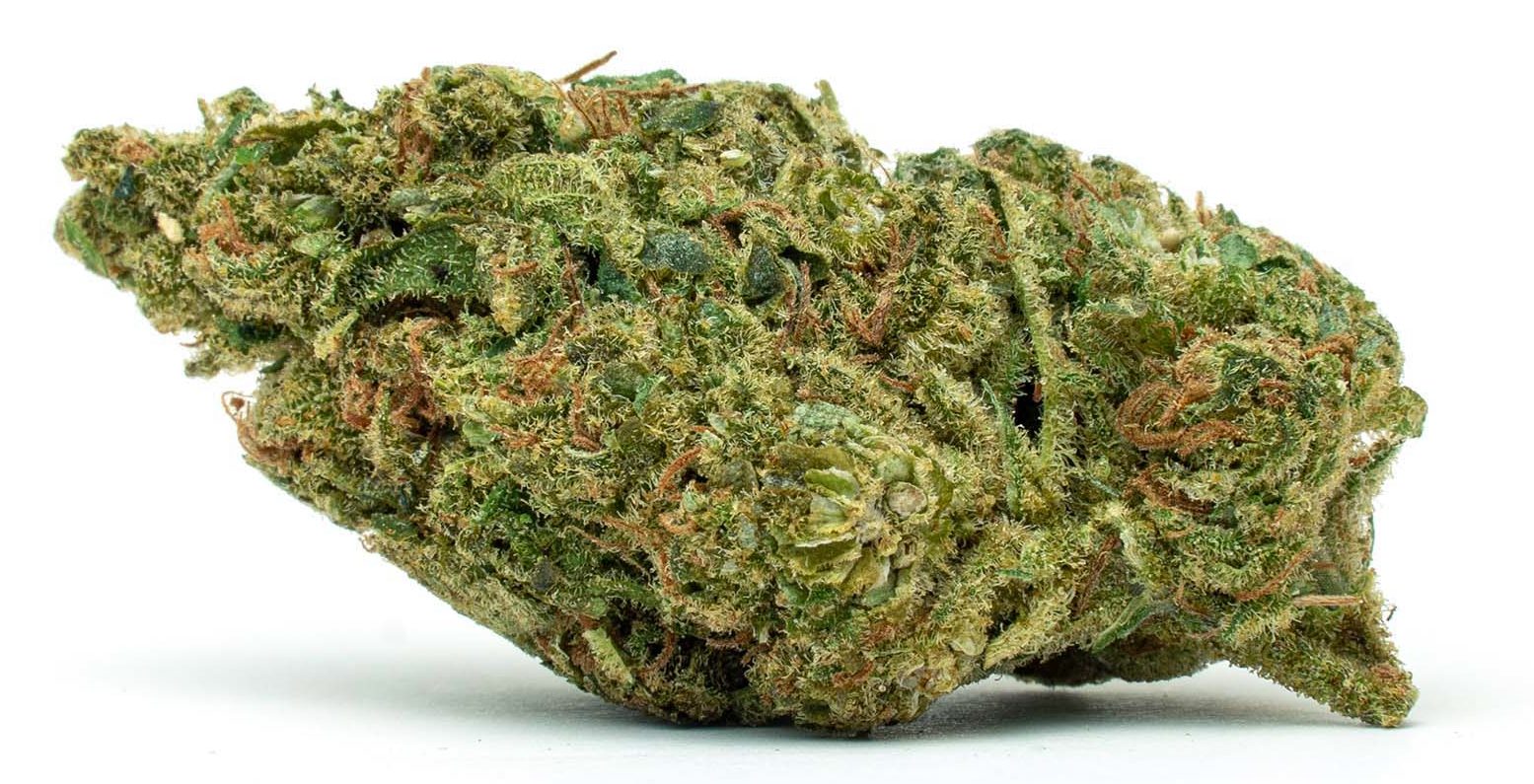 Tangelo-Flo_Full-Res tangelo flo golden runt