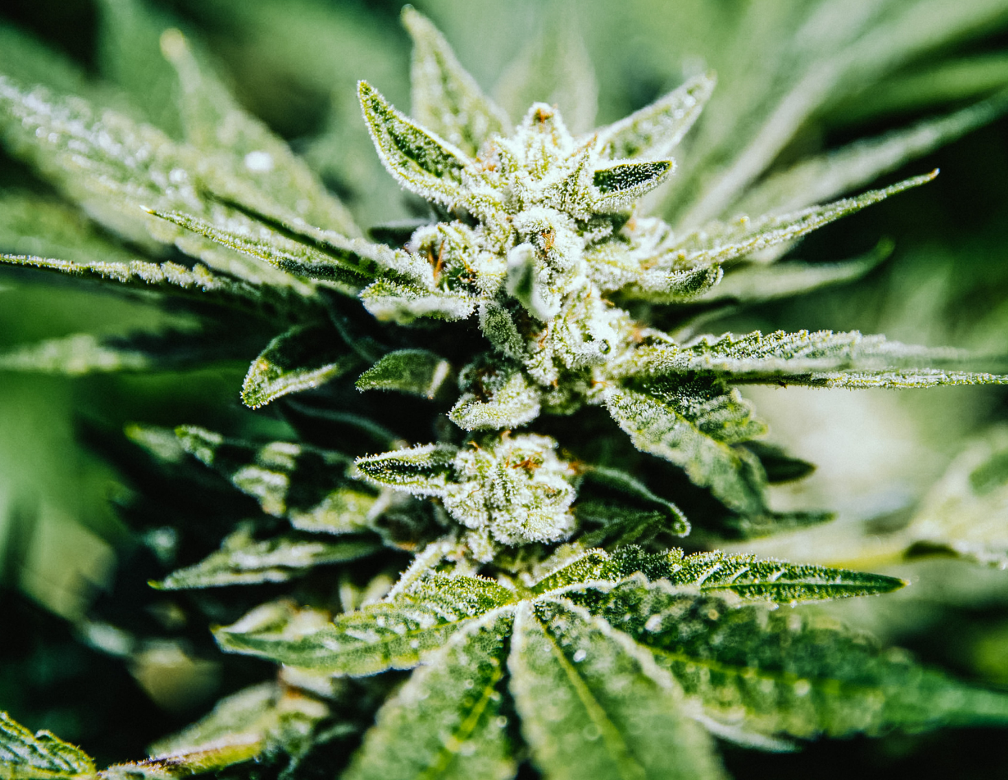 Get to Know Cannabinoids and Consume Like A Pro