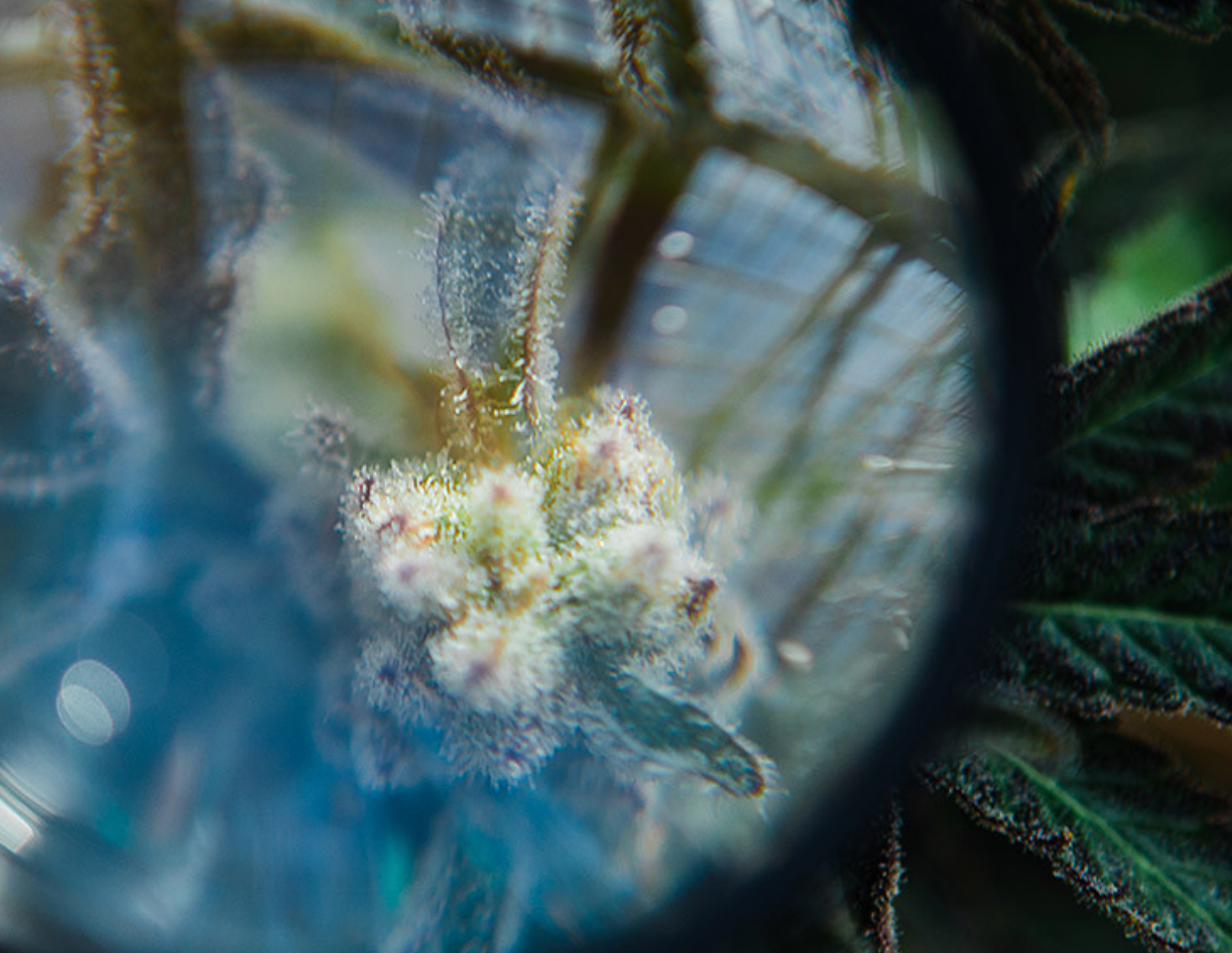 You Don’t Know Cannabis Unless You Understand Terpenes