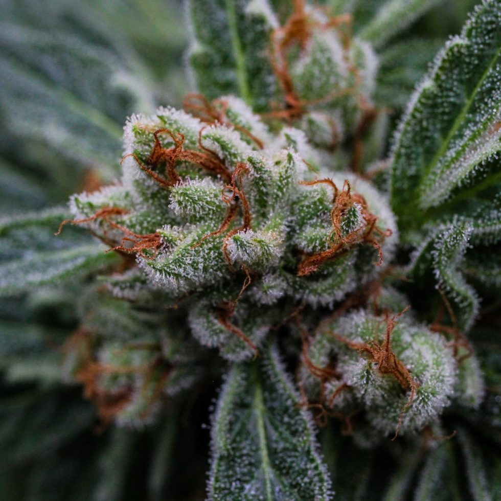 close-up view of a marijuana leaf