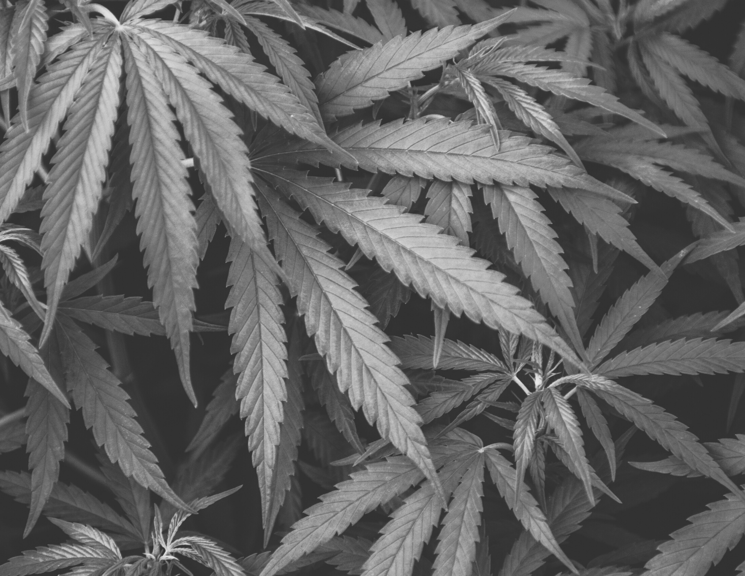 A History of Weed, Part I: Ancient Roots, Modern Prohibitions