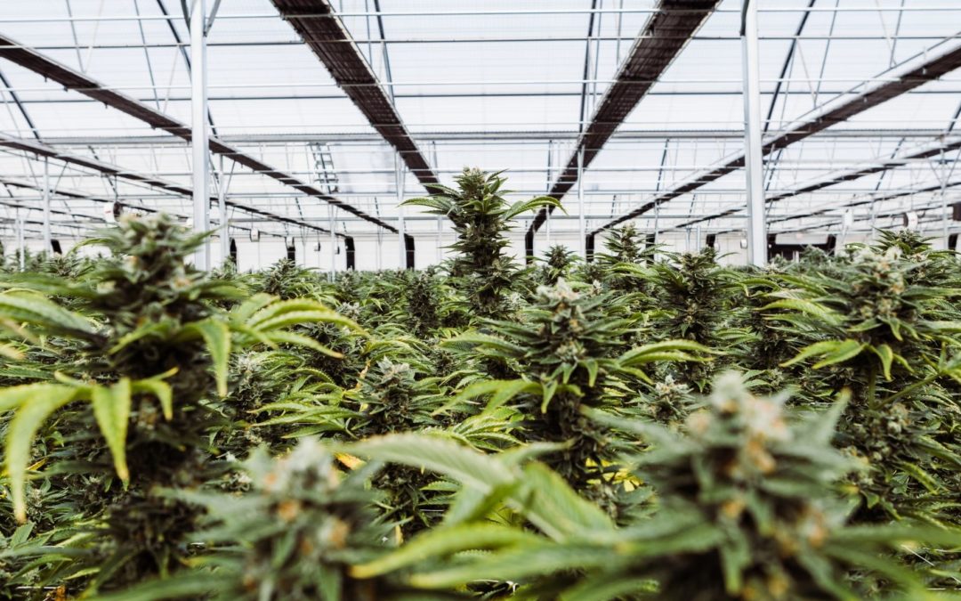 Glass House Farms Is Ready to Prove Sustainable Cannabis Is Possible