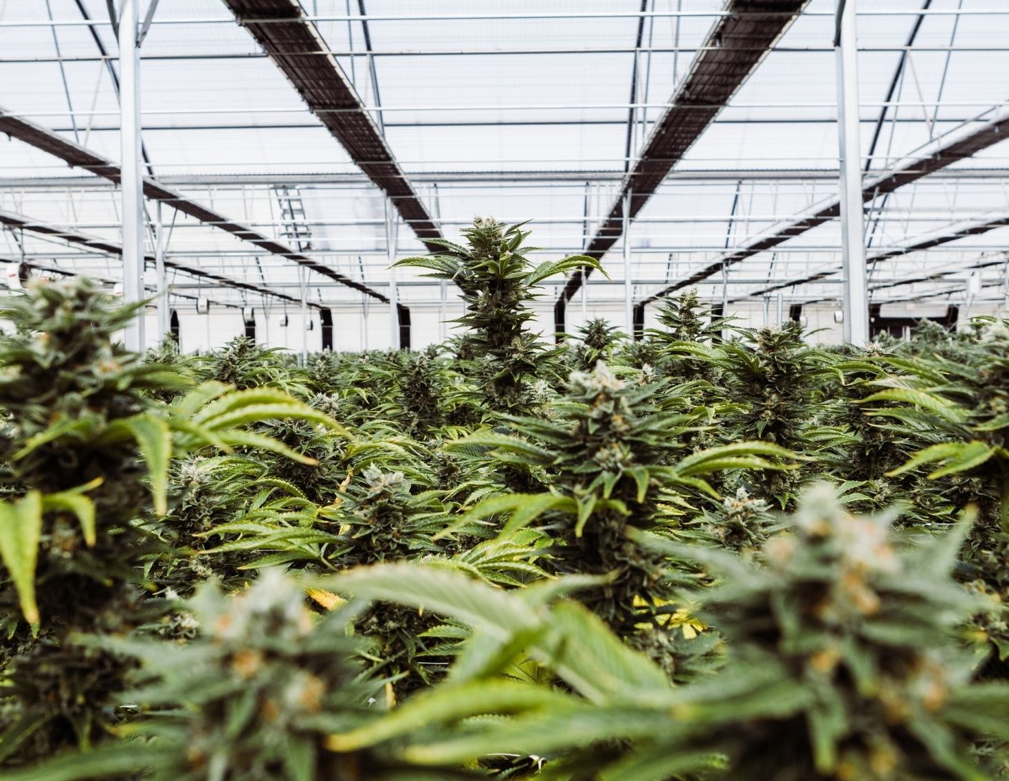Glass House Farms Is Ready to Prove Sustainable Cannabis Is Possible