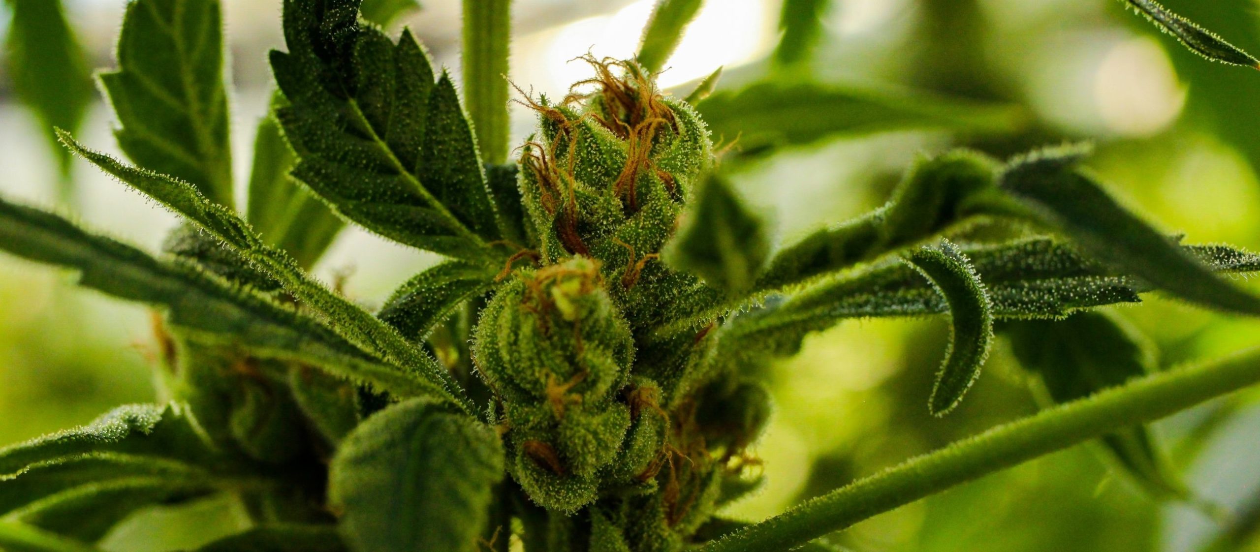 Tangelo Flow Tangelo Flow Cannabis Strain Bud