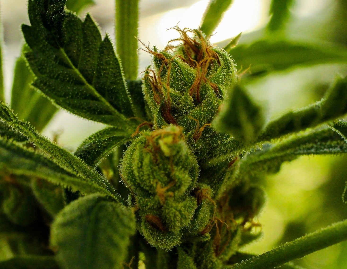 Meet the Weed Wizards Behind Glass House Farms’ Tangelo Flow