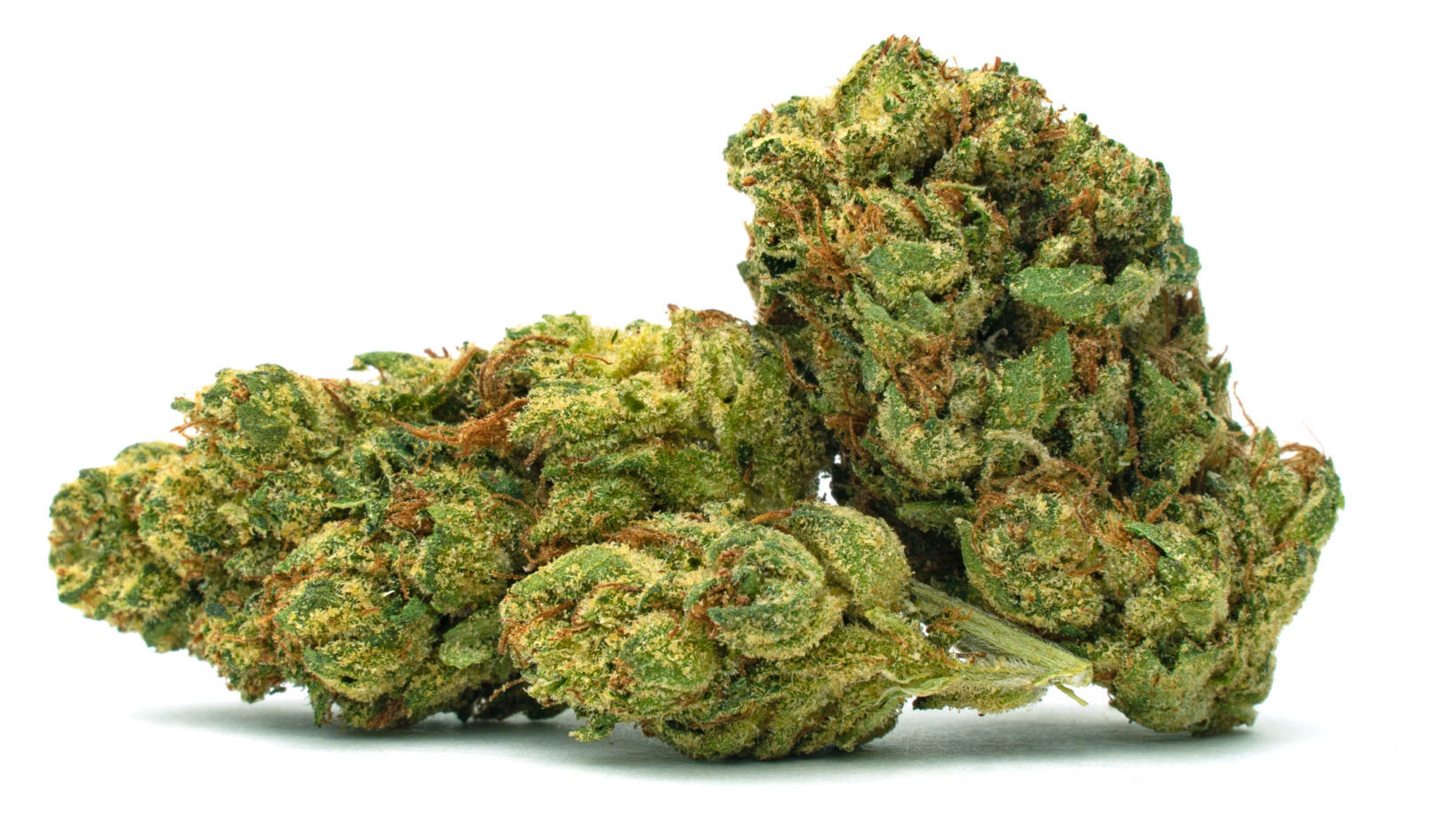 Kush Master_Full-Res