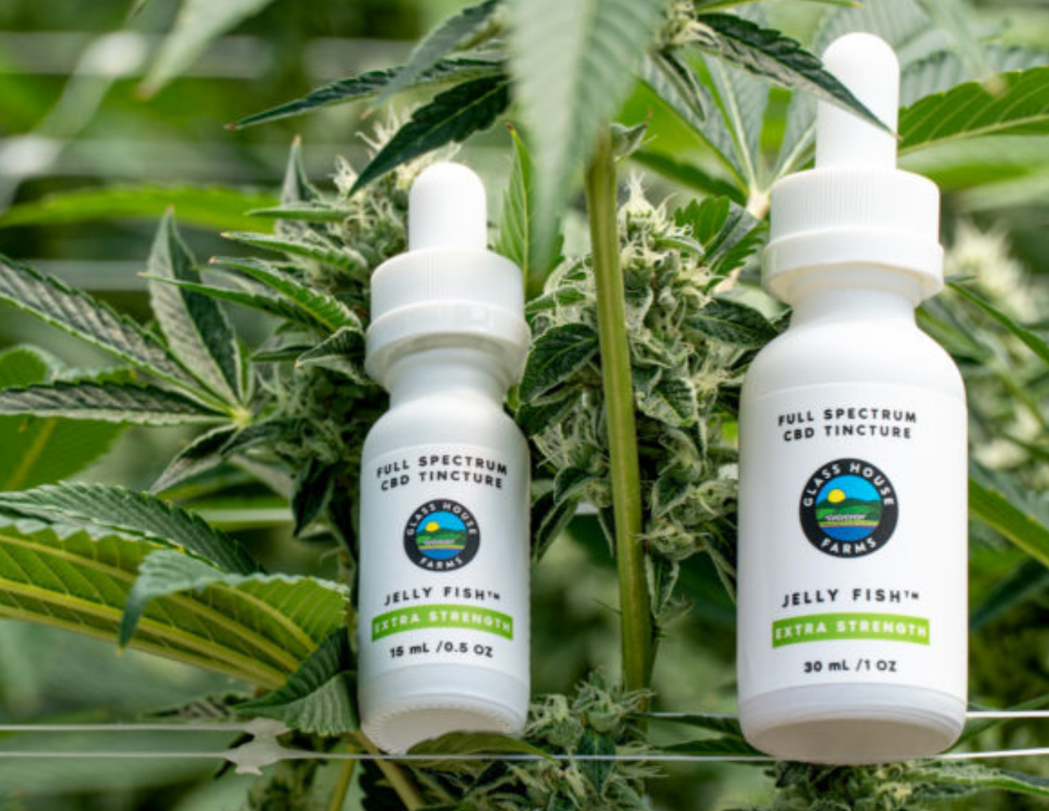Welcome Back: Jelly Fish CBD Rich Tinctures