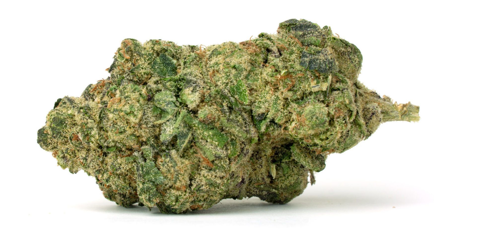 KUSH MASTER OG Cannabis Strain