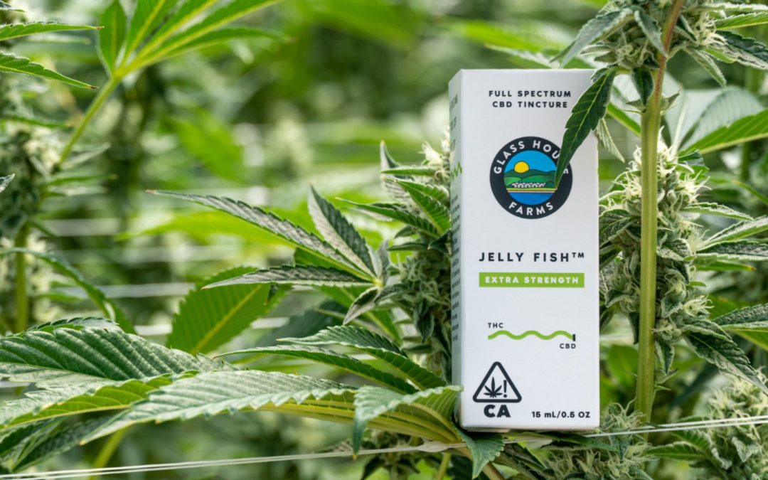 Sting Stress with Glass House Farms’ Jelly Fish CBD-Rich Tinctures