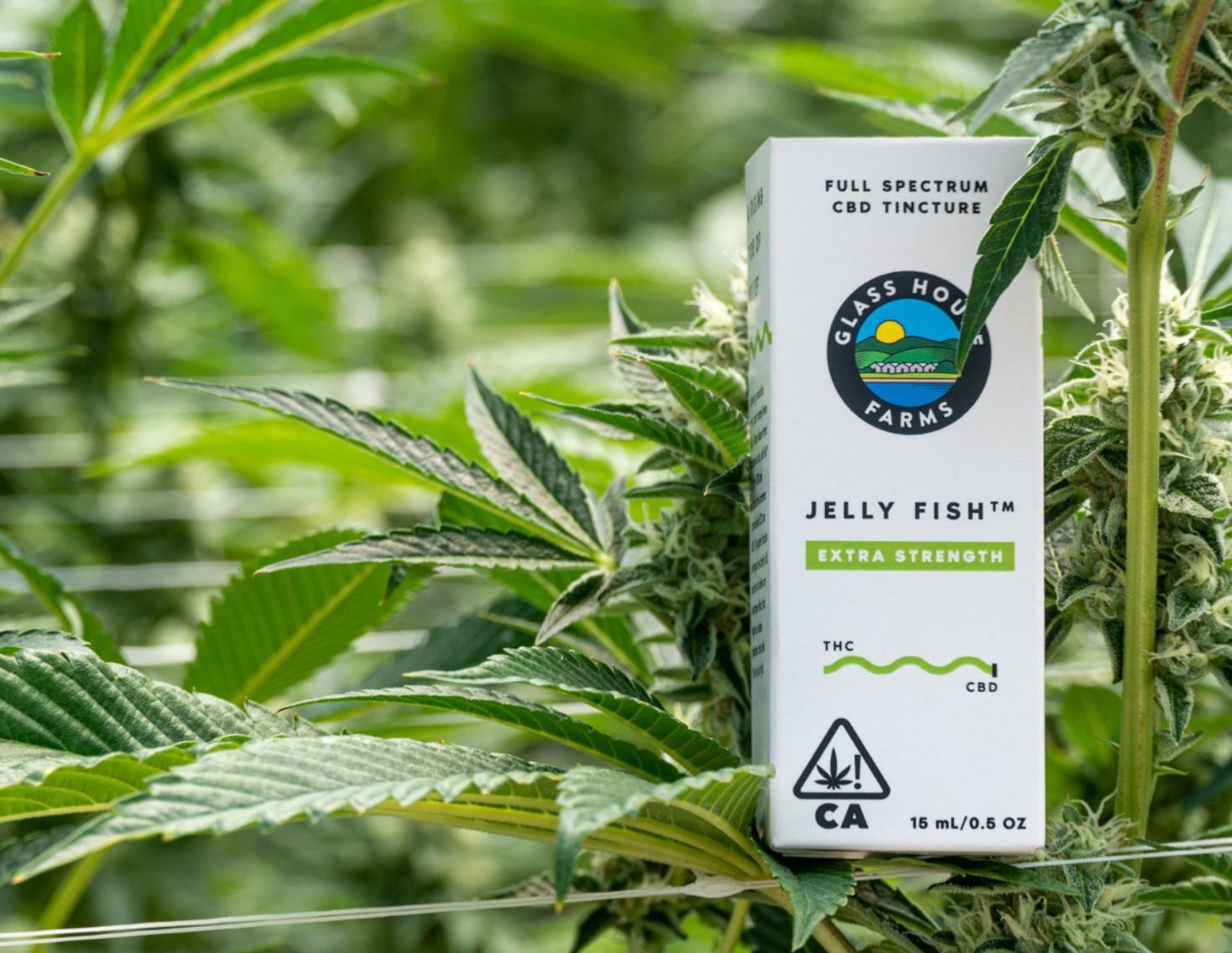 Sting Stress with Glass House Farms’ Jelly Fish CBD-Rich Tinctures