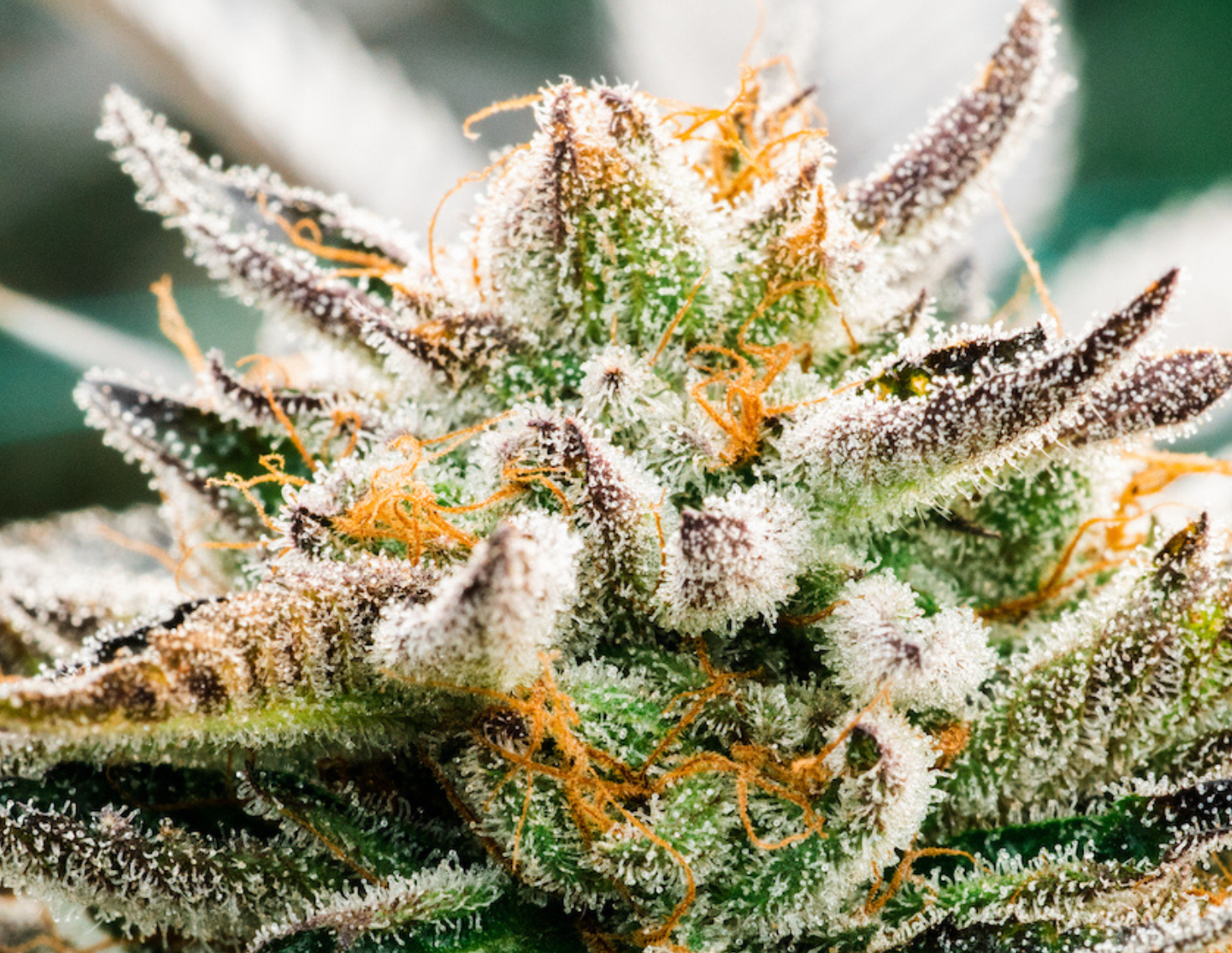 Take the Time to Teach Yourself About Terpenes