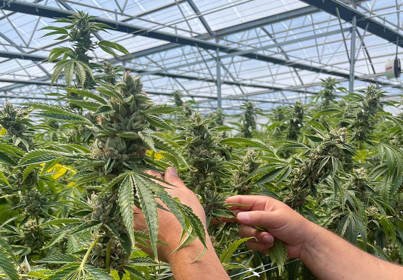 FarmForStrains