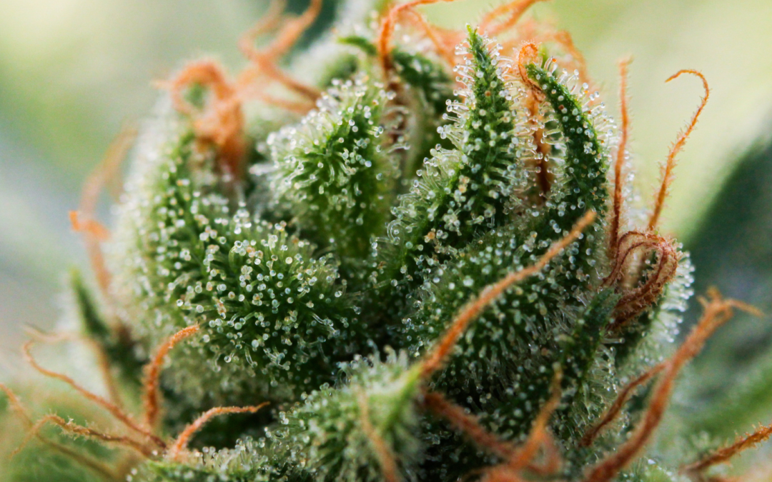 A Toast to Trichomes
