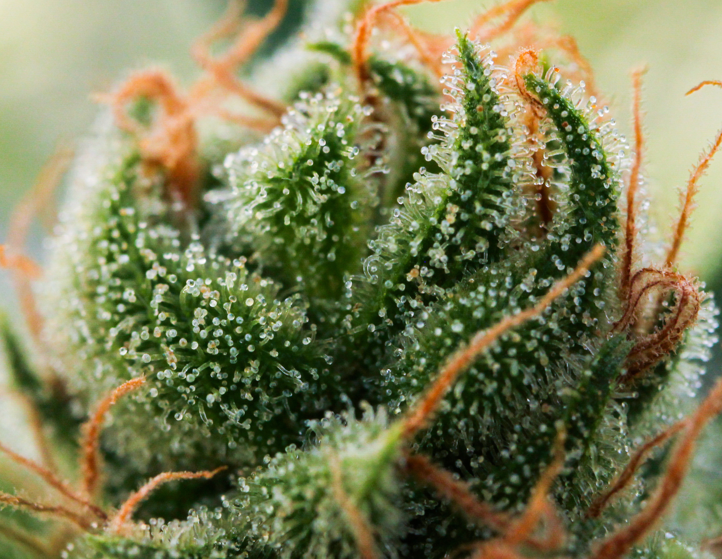 A Toast to Trichomes