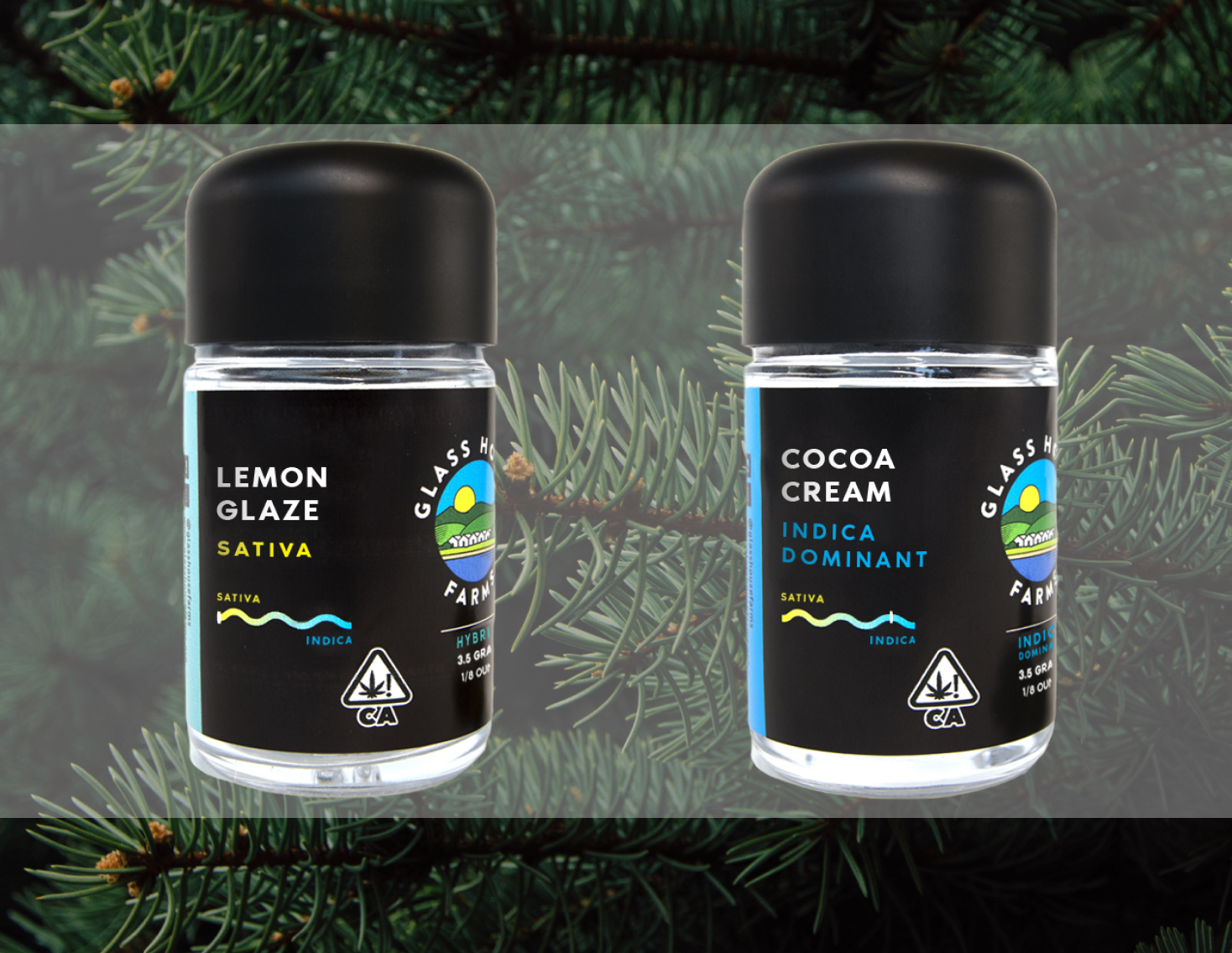 Hot New Weed Strains for December