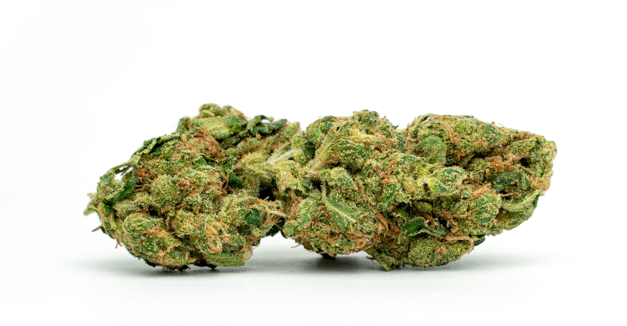 Papaya_Full-Res