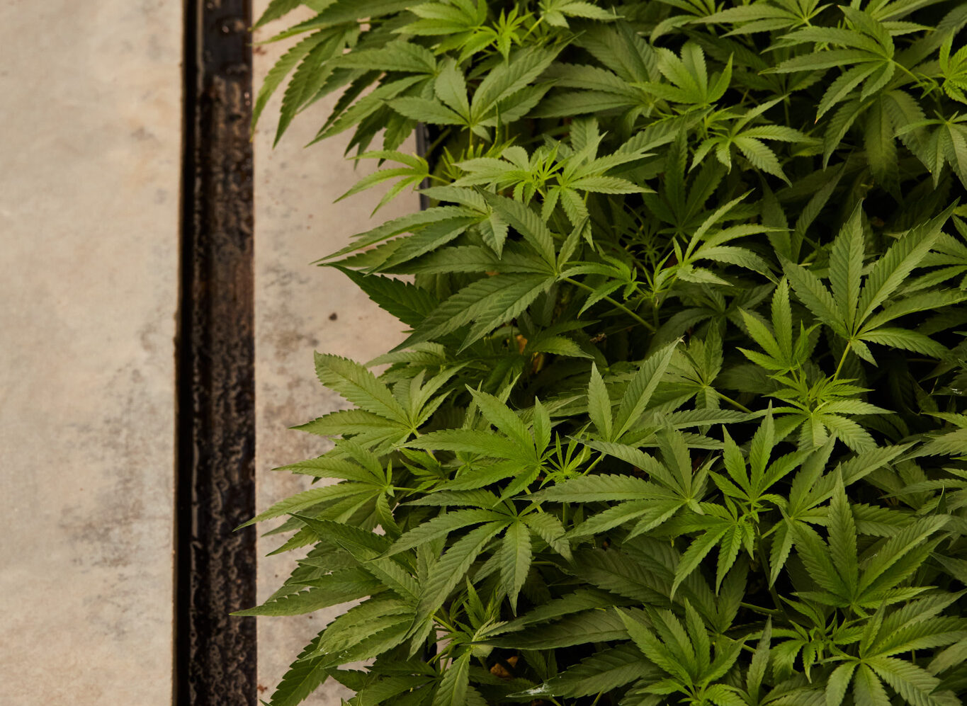 007-Greenhouse-Rows-3-aspect-ratio-445-325