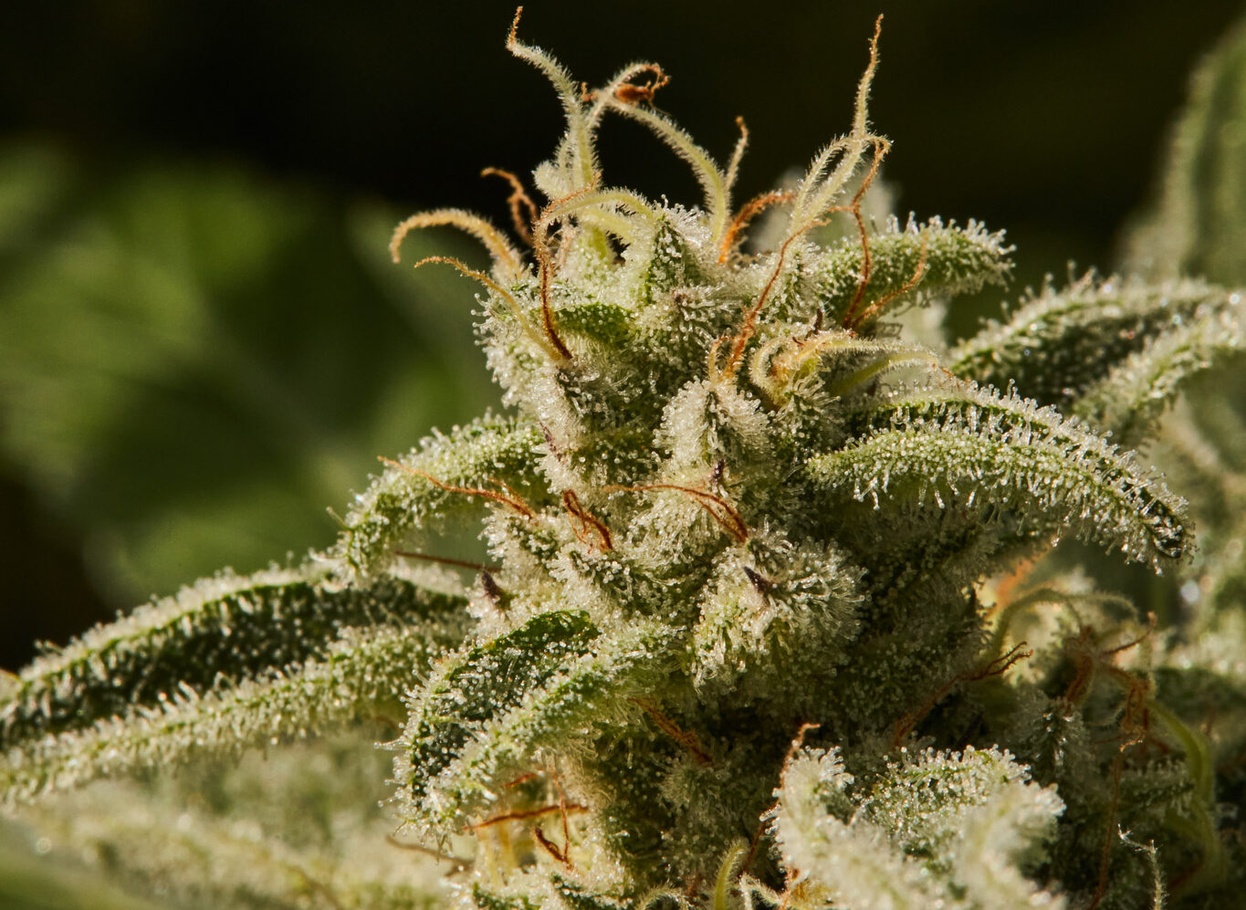 010-Close-Up-Trichomes-8-aspect-ratio-445-325