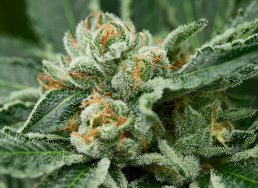 Features2-aspect-ratio-445-325